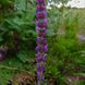 Котовник бульбистий рослина, Nepeta tuberosa 5