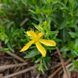 Зверобой восточный семена, Hypericum orientale seeds 2