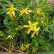 Зверобой восточный семена, Hypericum orientale seeds 3
