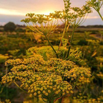 Фенхель обыкновенный семена, Foeniculum vulgare seeds