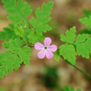 Герань Роберта семена, Geranium robertianum seeds