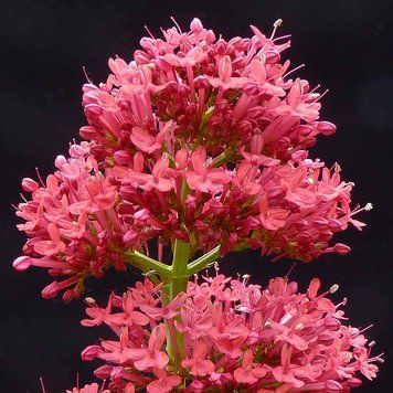 Кентрантус червоний насіння, Centranthus ruber var. coccineus seeds