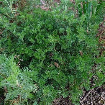 Полин камфорний рослина, Artemisia camphorata