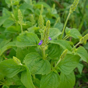 Шалфей испанский семена, Salvia hispanica seeds
