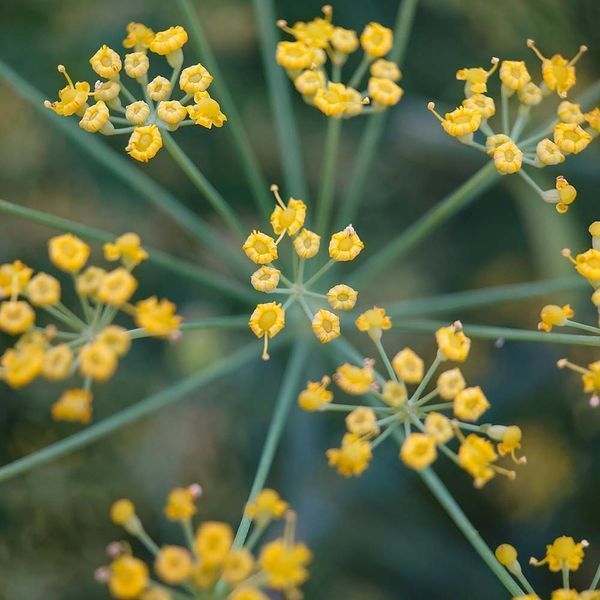 Фенхель обыкновенный семена, Foeniculum vulgare seeds