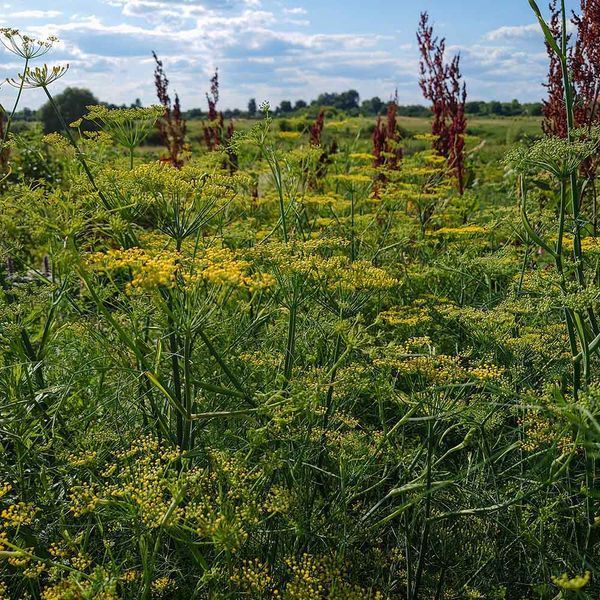 Фенхель обыкновенный семена, Foeniculum vulgare seeds