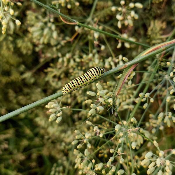 Фенхель обыкновенный семена, Foeniculum vulgare seeds