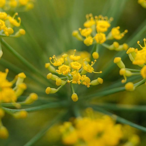 Фенхель обыкновенный семена, Foeniculum vulgare seeds