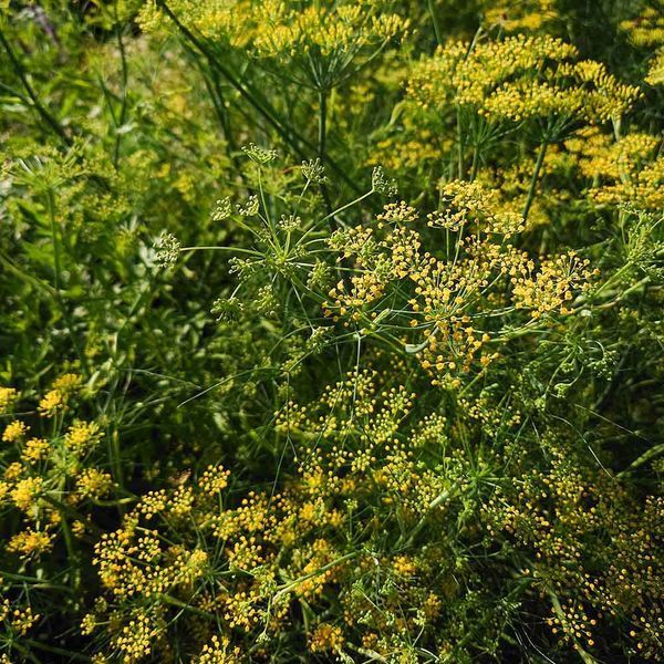 Фенхель обыкновенный семена, Foeniculum vulgare seeds