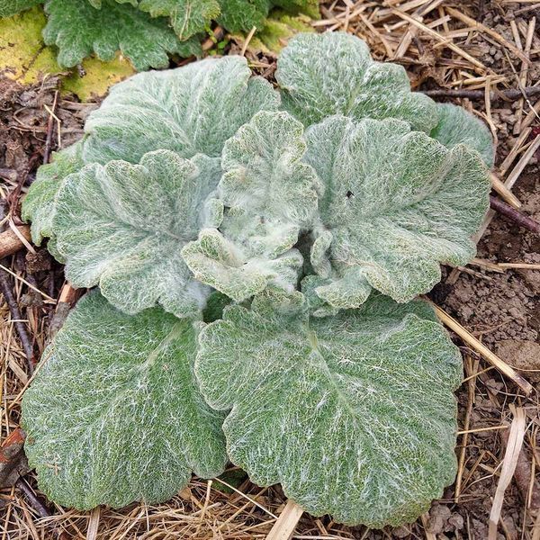 Шалфей серебристый растение, Salvia argentea