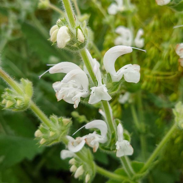 Шалфей серебристый растение, Salvia argentea