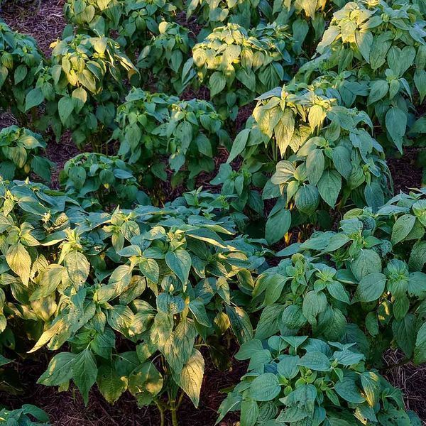 Шалфей испанский семена, Salvia hispanica seeds