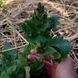 Шавлія австрійська рослина, Salvia austriaca 3