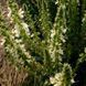 Шавлія австрійська рослина, Salvia austriaca 1