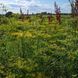 Фенхель обыкновенный семена, Foeniculum vulgare seeds 3