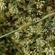 Фенхель обыкновенный семена, Foeniculum vulgare seeds 6