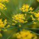 Фенхель обыкновенный семена, Foeniculum vulgare seeds 2