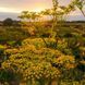 Фенхель обыкновенный семена, Foeniculum vulgare seeds 1