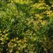 Фенхель обыкновенный семена, Foeniculum vulgare seeds 5