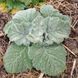 Шалфей серебристый растение, Salvia argentea 5