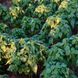 Шалфей испанский семена, Salvia hispanica seeds 2