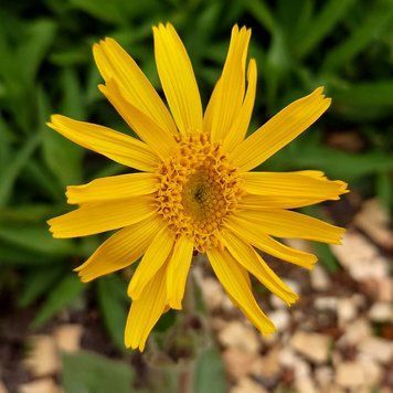 Арника горная семена, Arnica montana seeds