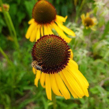 Ехінацея дивна рослина, Echinacea paradoxa