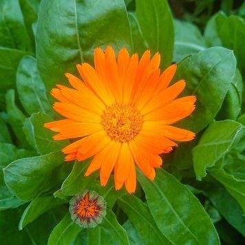 Календула лікарська насіння, Calendula officinalis seeds
