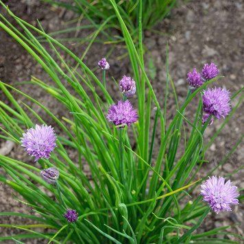 Лук скорода семена, Allium schoenoprasum seeds