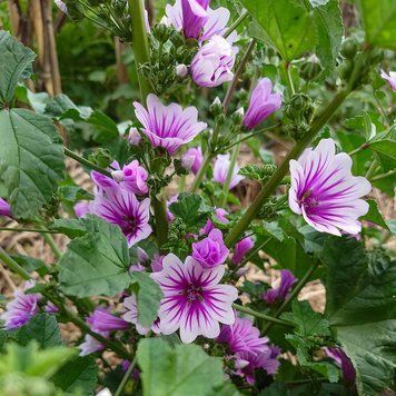 Мальва лесная Зебрина семена, Malva sylvestris 'Zebrina' seeds