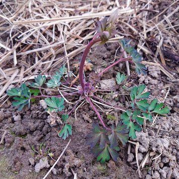 Аквілегія зеленоквіткова рослина, Aquilegia viridiflora