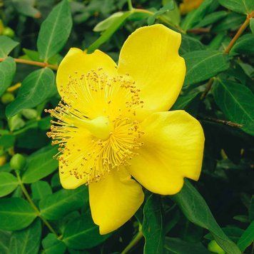 Звіробій ясколковидний насіння, Hypericum cerastioides seeds