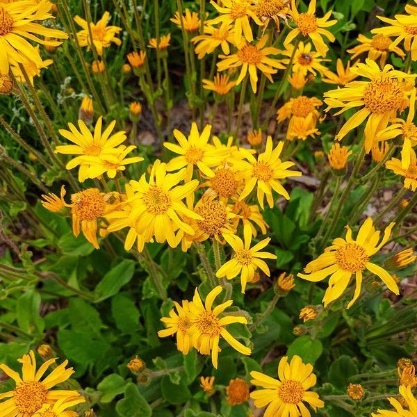 Арника горная семена, Arnica montana seeds