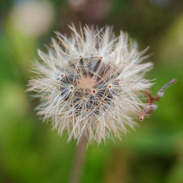 Арника горная семена, Arnica montana seeds