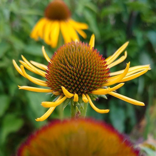 Ехінацея дивна рослина, Echinacea paradoxa