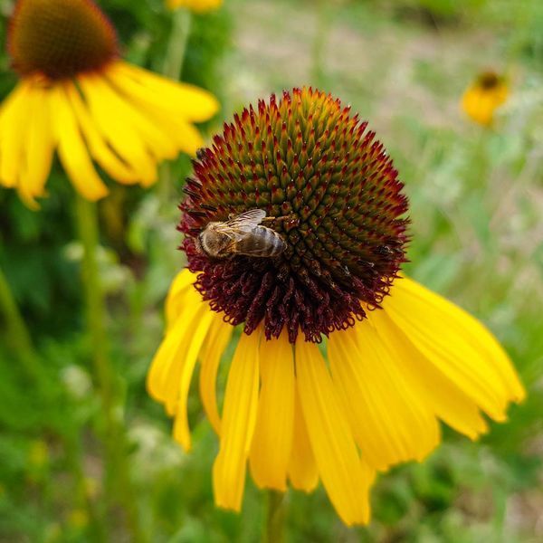 Ехінацея дивна рослина, Echinacea paradoxa
