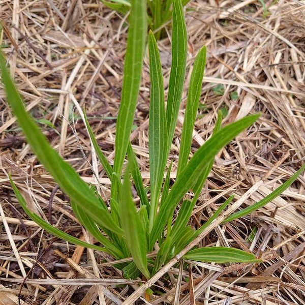 Ехінацея дивна рослина, Echinacea paradoxa
