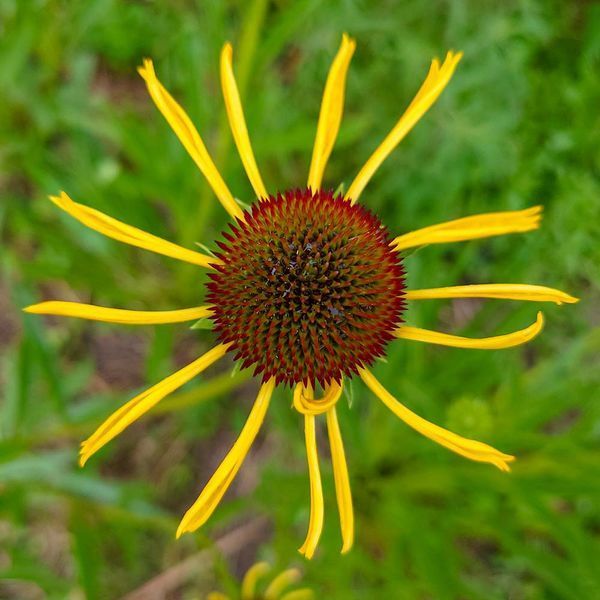 Ехінацея дивна рослина, Echinacea paradoxa