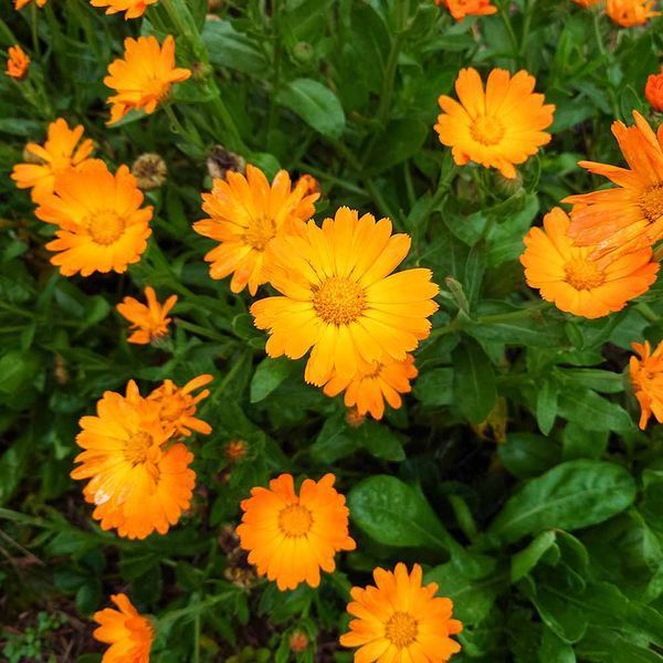 Календула лікарська насіння, Calendula officinalis seeds