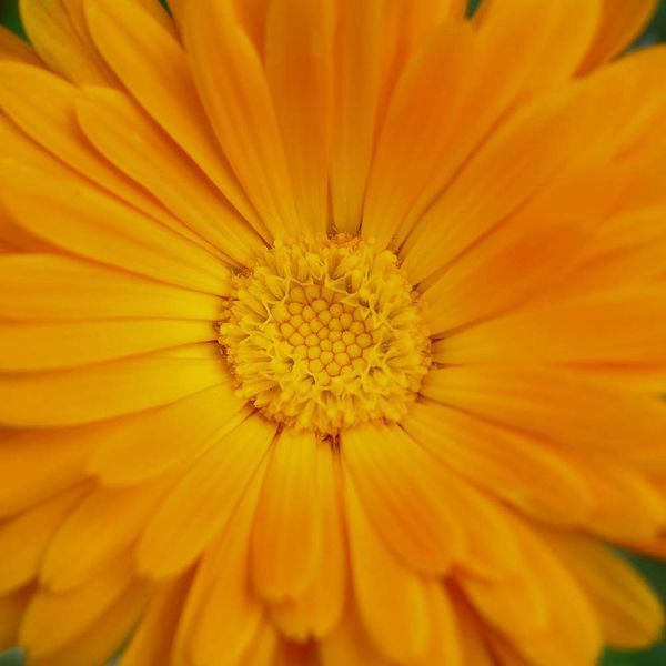 Календула лікарська насіння, Calendula officinalis seeds
