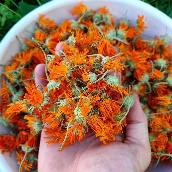 Календула лікарська насіння, Calendula officinalis seeds