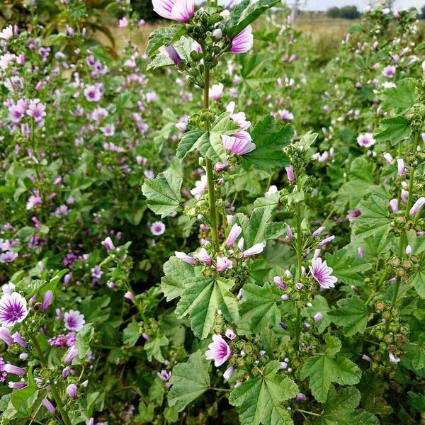 Мальва лісова Зебріна насіння, Malva sylvestris 'Zebrina' seeds