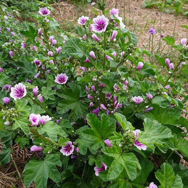 Мальва лісова Зебріна насіння, Malva sylvestris 'Zebrina' seeds