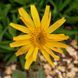 Арника горная семена, Arnica montana seeds 1