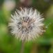 Арника горная семена, Arnica montana seeds 4