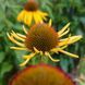 Ехінацея дивна рослина, Echinacea paradoxa 3