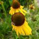 Ехінацея дивна рослина, Echinacea paradoxa 1