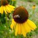 Ехінацея дивна рослина, Echinacea paradoxa 5