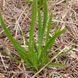 Ехінацея дивна рослина, Echinacea paradoxa 2