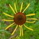 Ехінацея дивна рослина, Echinacea paradoxa 4